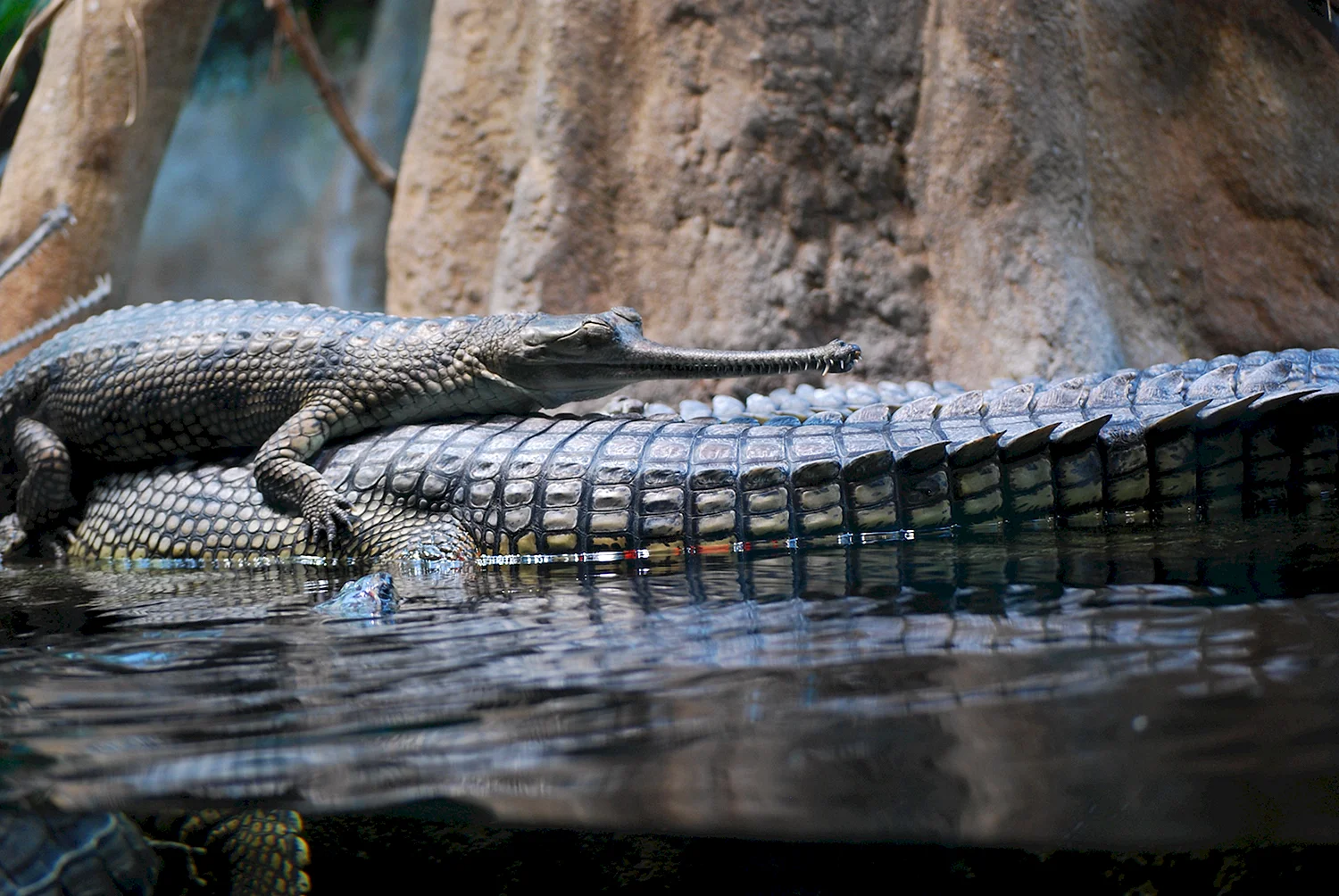 Латгальский зоопарк крокодил