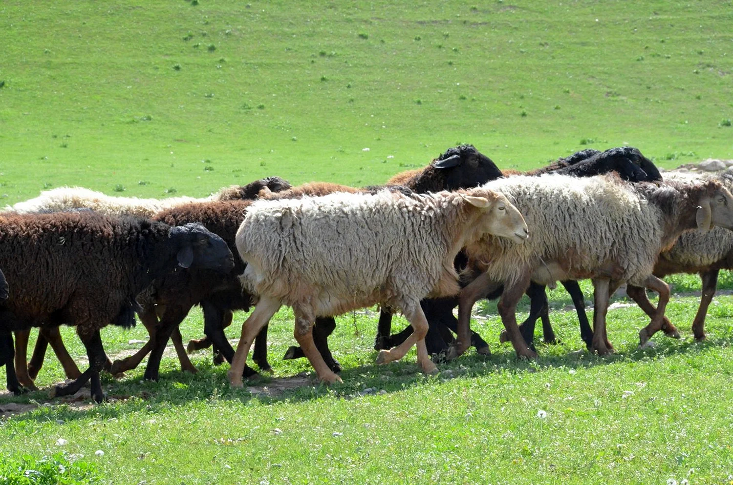 Латвийская темноголовая порода овец