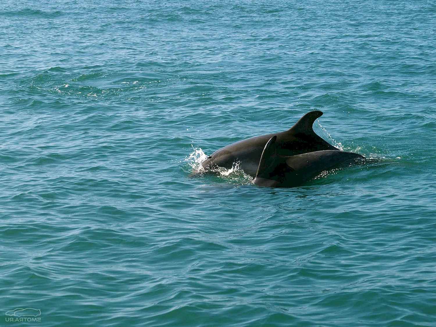 Лазаревское дельфины в море