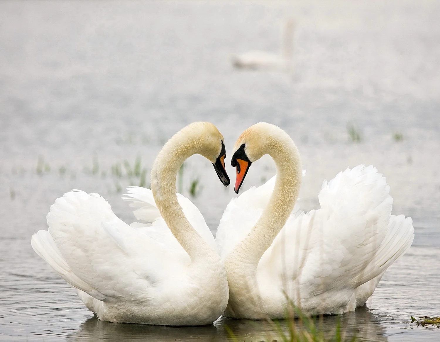 Лебедь символ любви. Лебеди. Пара лебедей. Два лебедя. Два красивых лебедя.