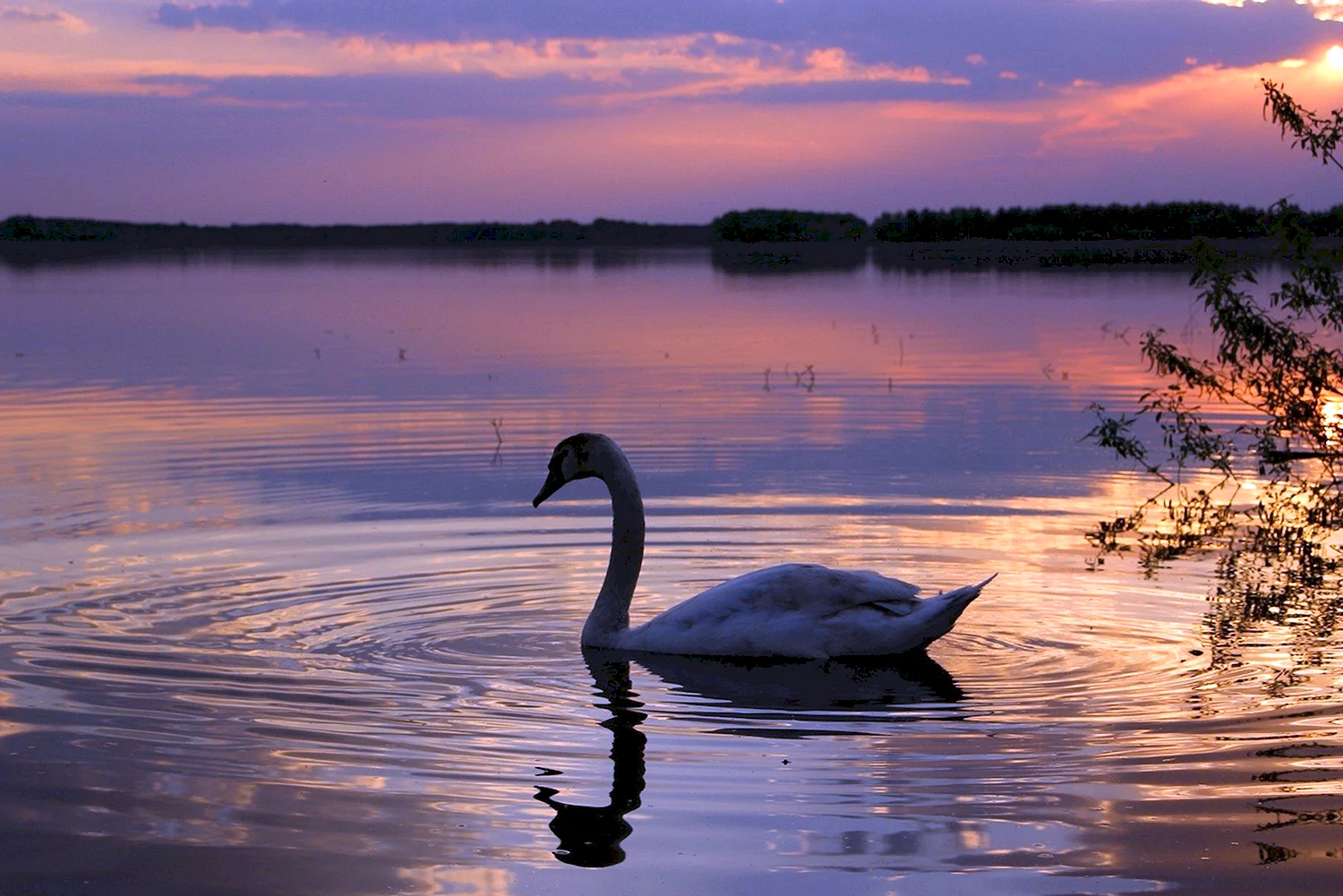 Лебеди на Онежском озере
