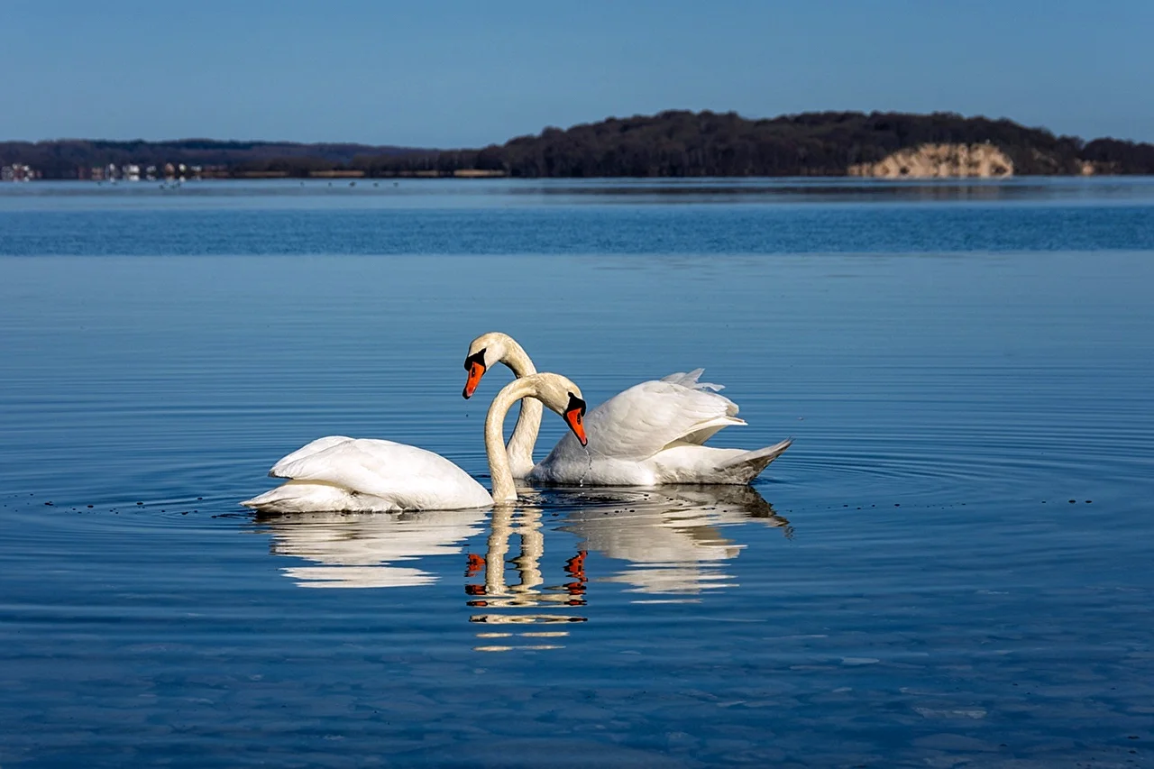 Лебеди на озере Нарочь