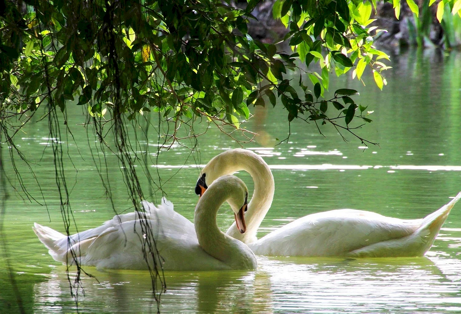 Лебеди на озере с кувшинками
