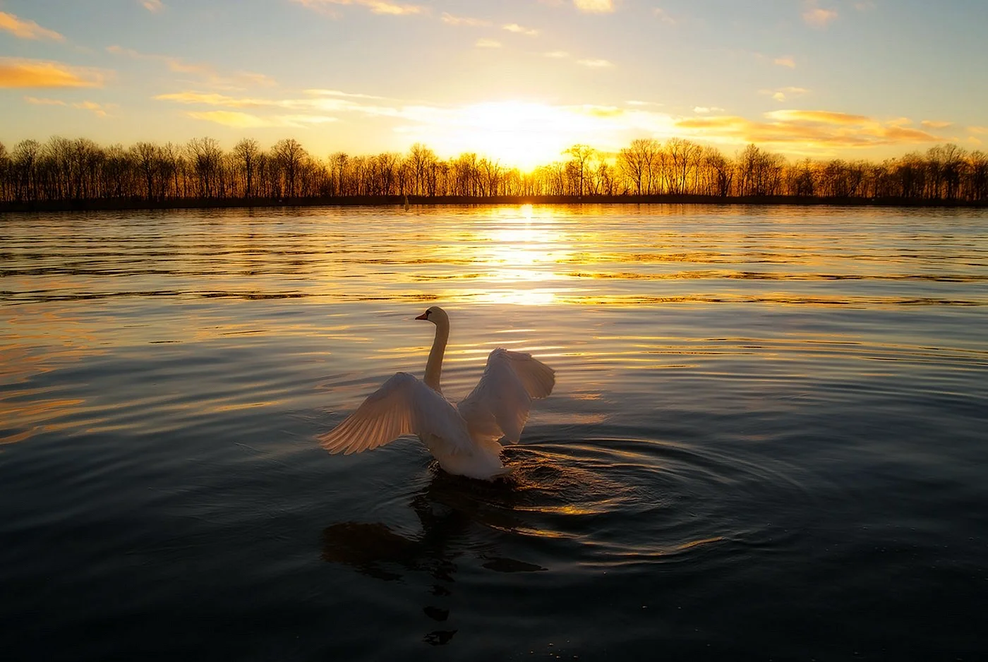 Лебеди над озером