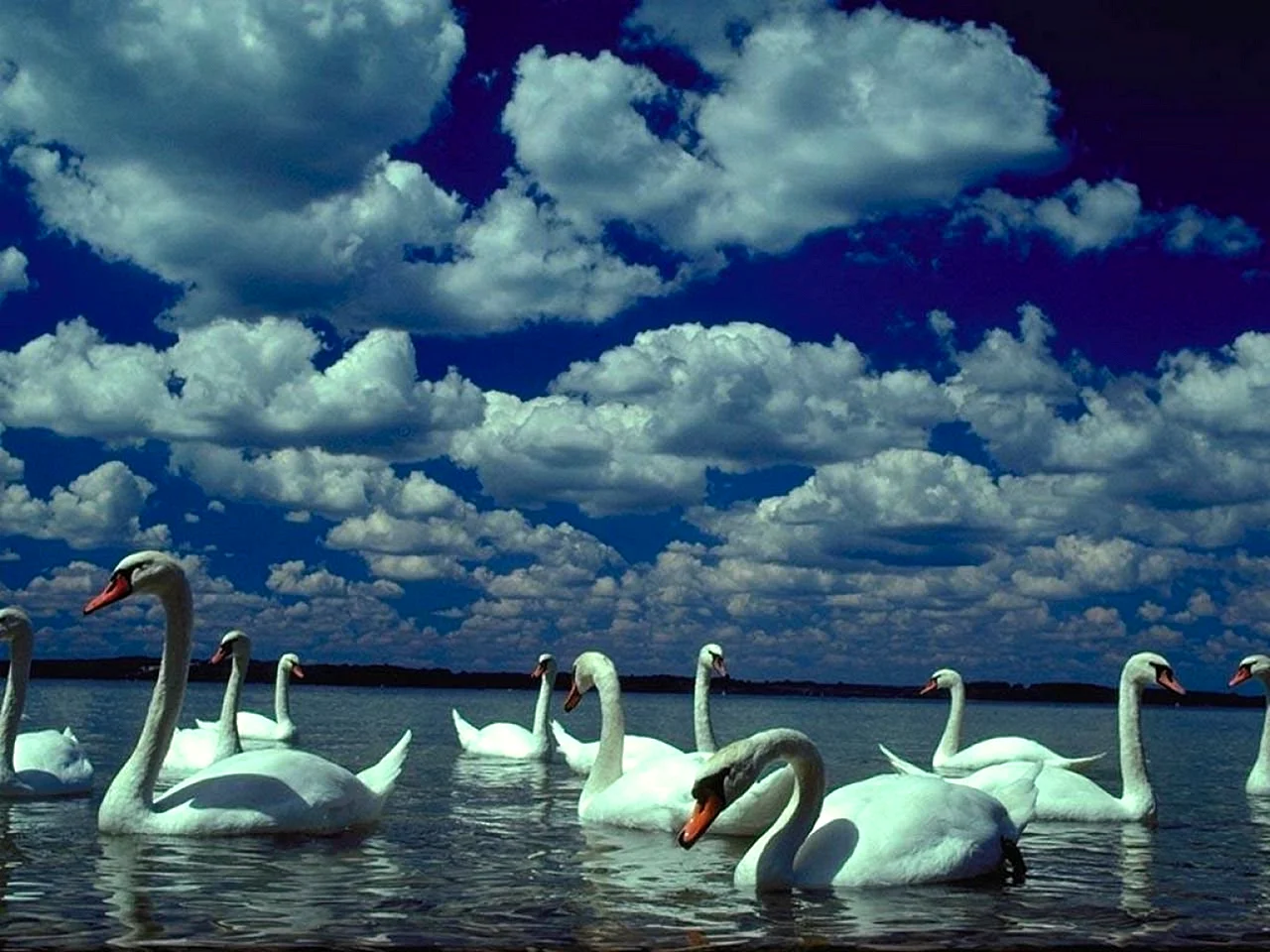 Лебеди в небе