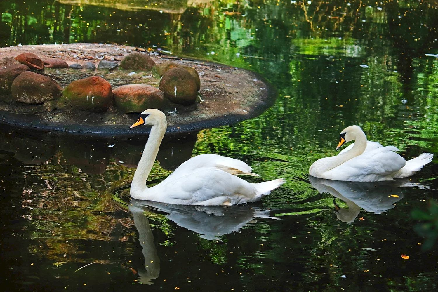 «Лебеди в пруду» Василе Паскару