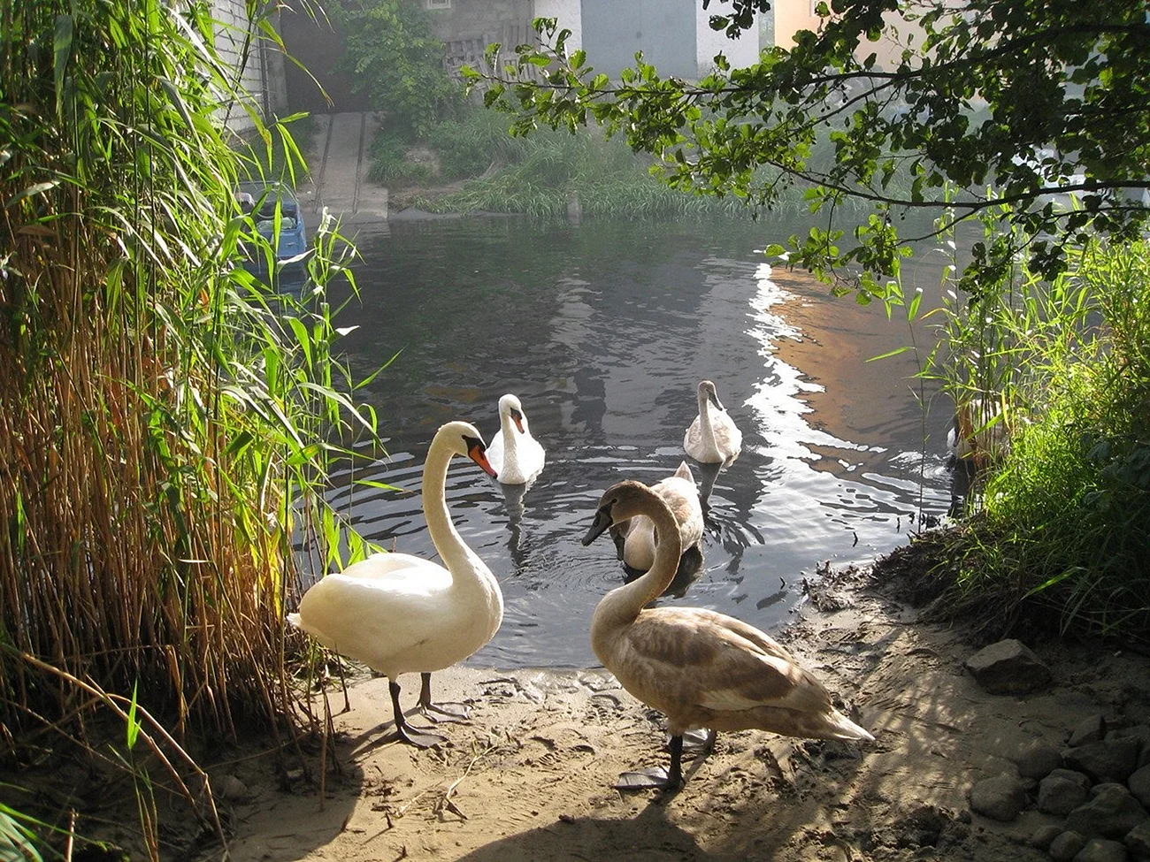 «Лебеди в пруду» Василе Паскару