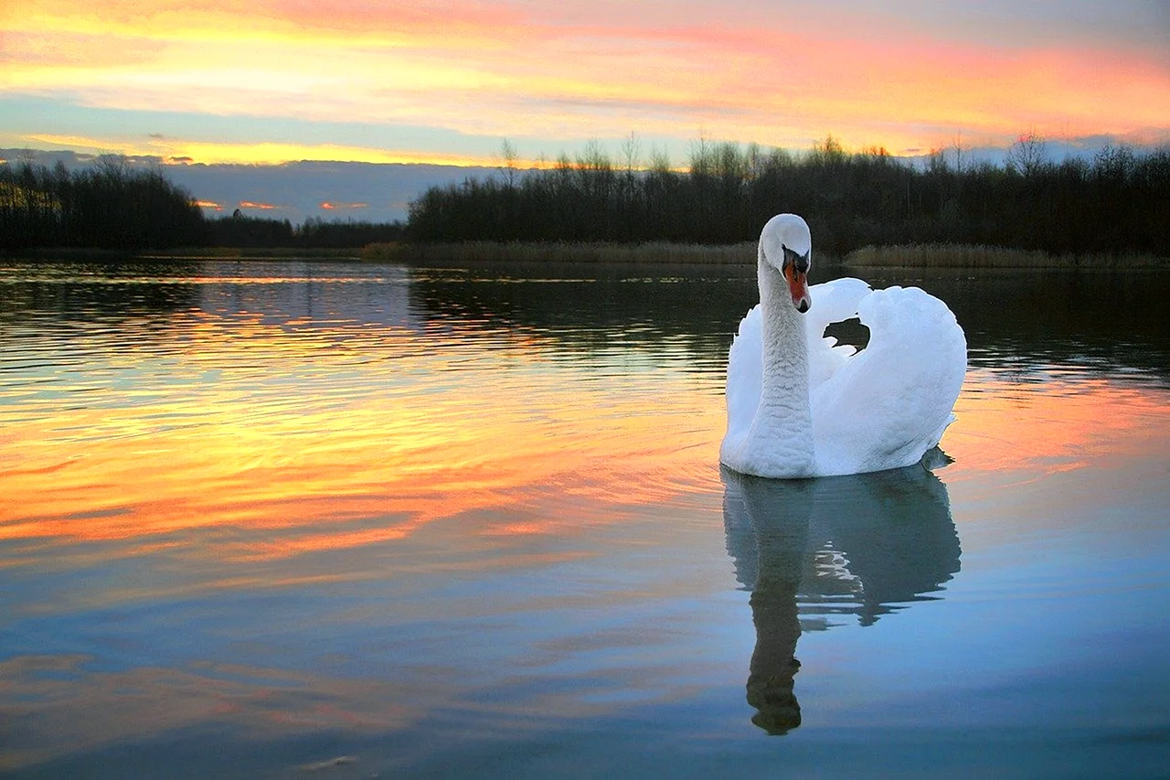 Лебедушка Лебединое озеро