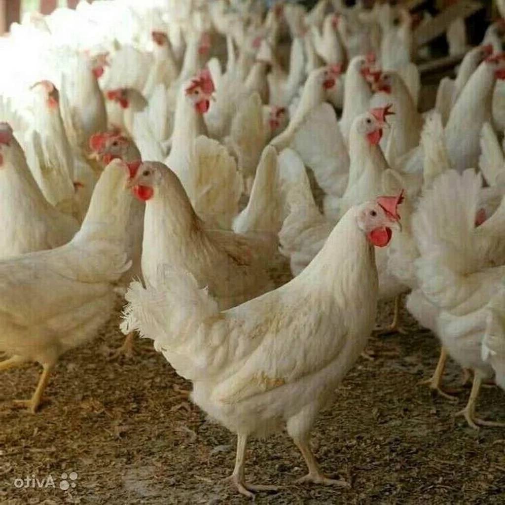 Леггорн Браун