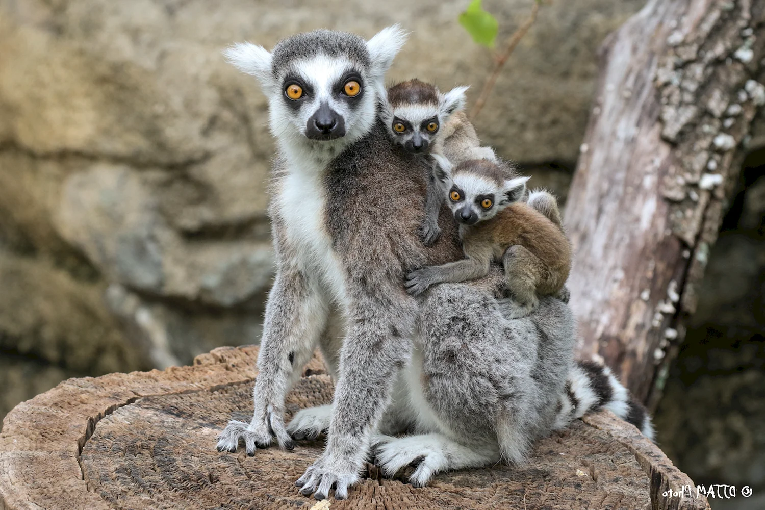 Лемур кошачий Ring-tailed Lemur