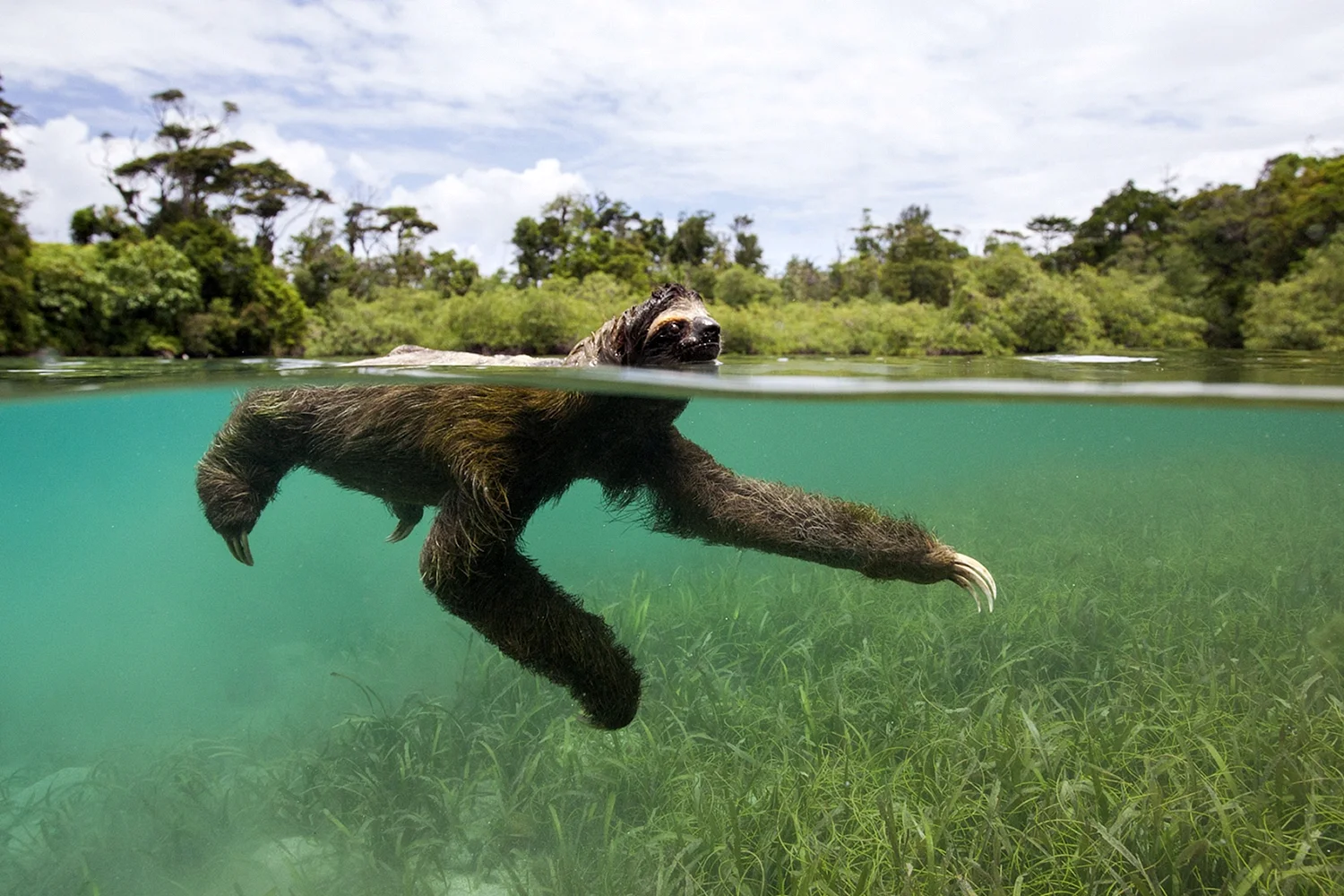 Ленивец плавает