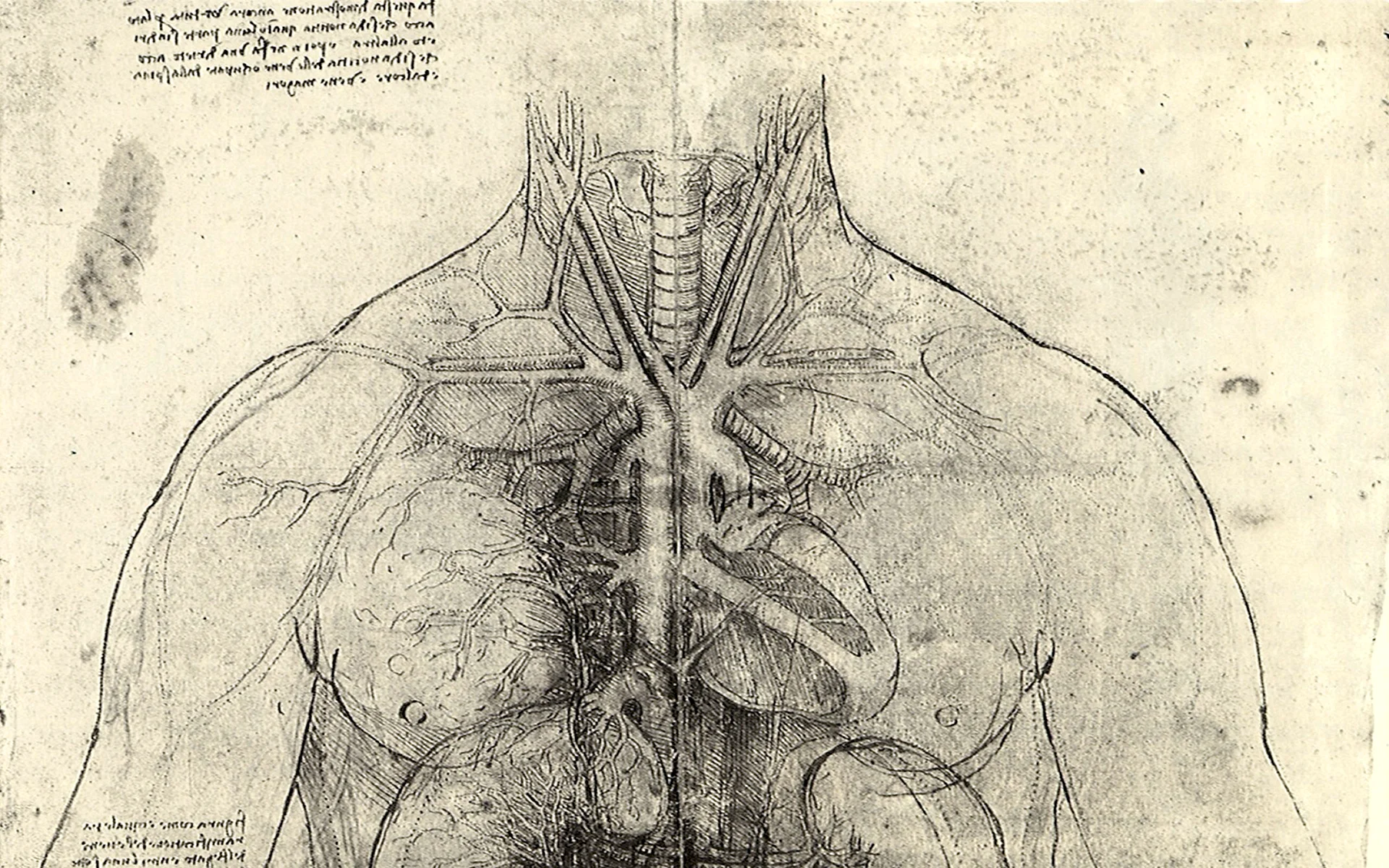 Леонардо да Винчи анатомия человека