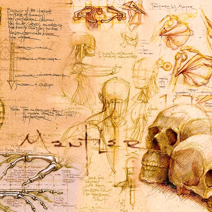 Леонардо да Винчи скелет человека