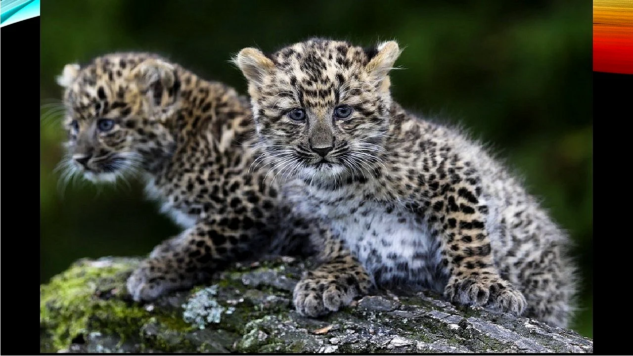 Леопард Дальневосточный Амурский котенок