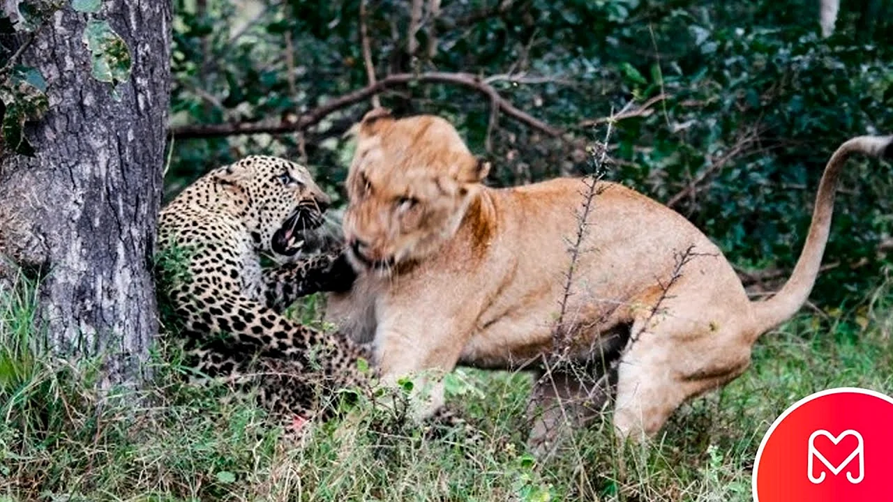 Леопард гепард львица