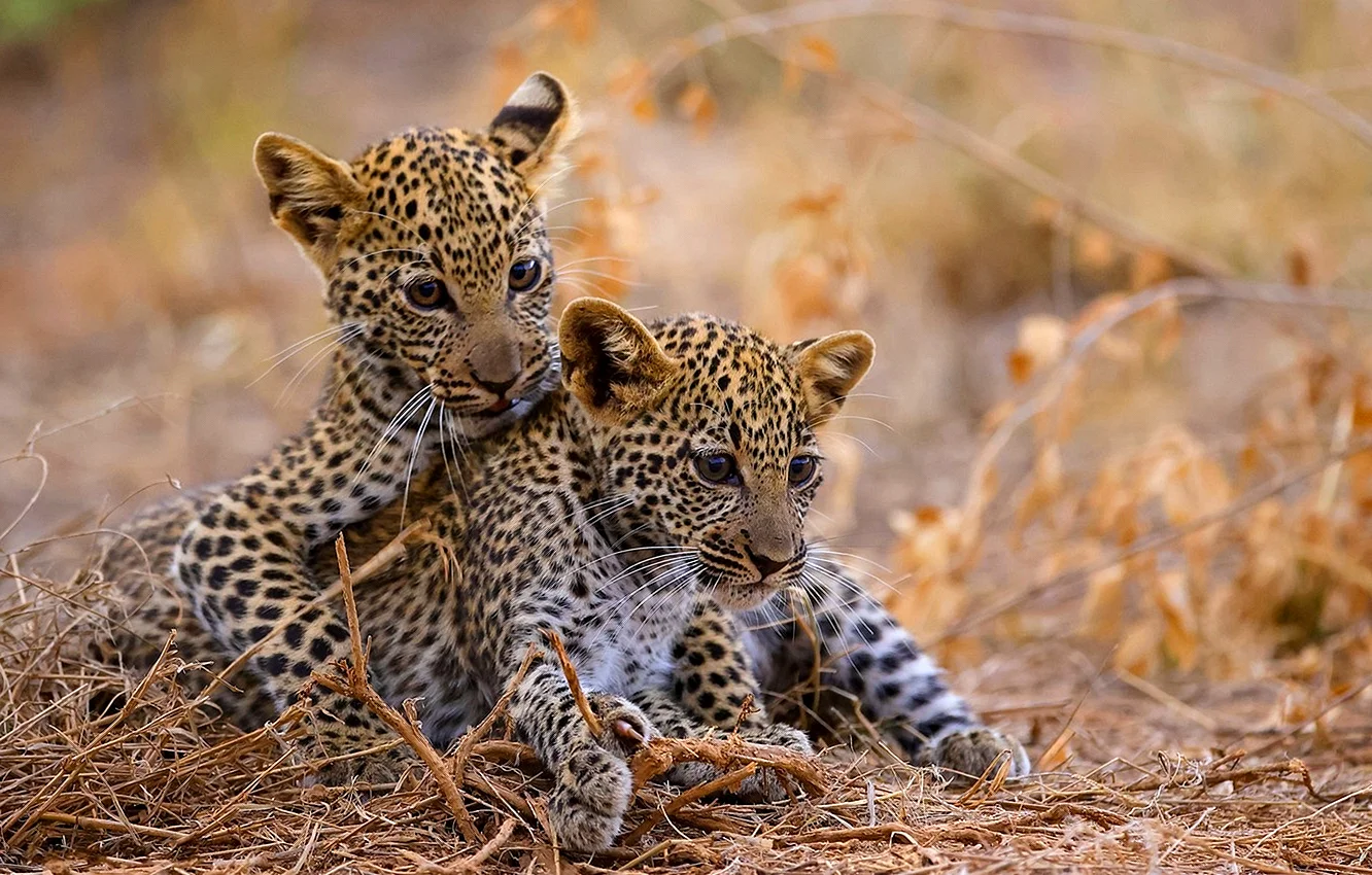 Леопард и его Детеныши на природе