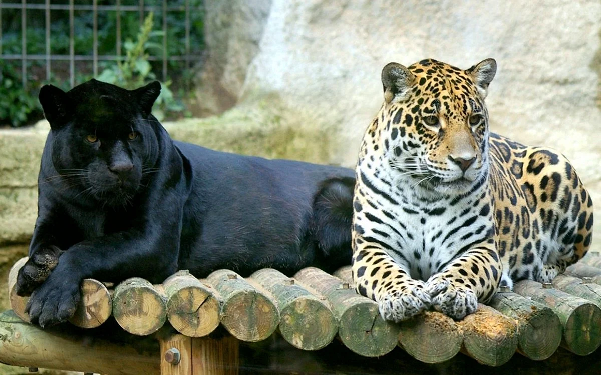 Леопард и Ягуар меланисты