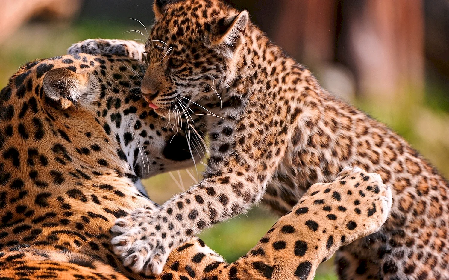 Леопард и леопарденок