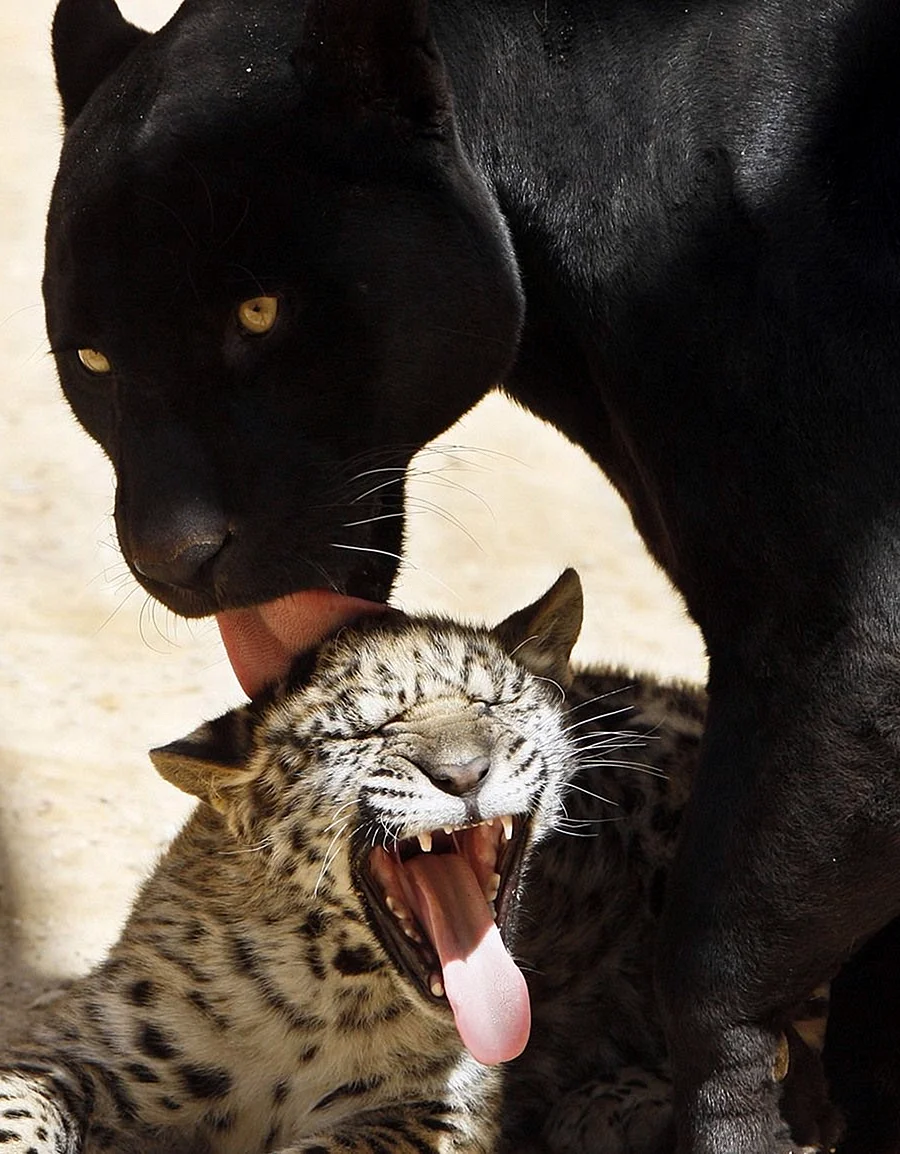 Леопард Ягуар пантера
