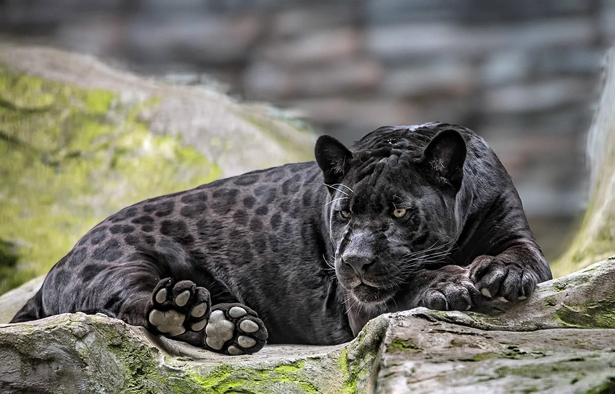 Леопард меланист