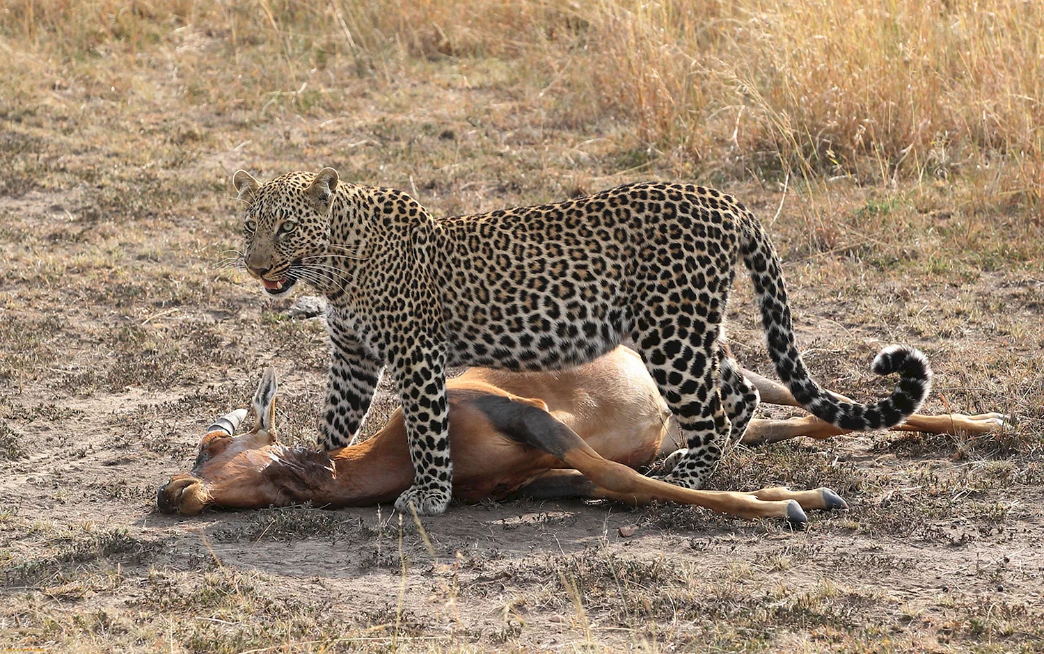 Леопард охотится на антилопу