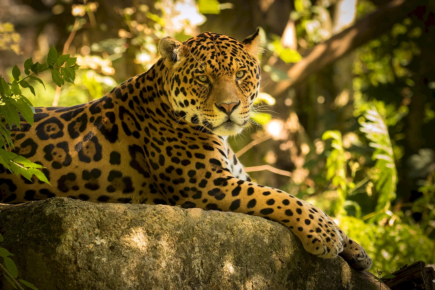 Леопард Оцелот Ягуар