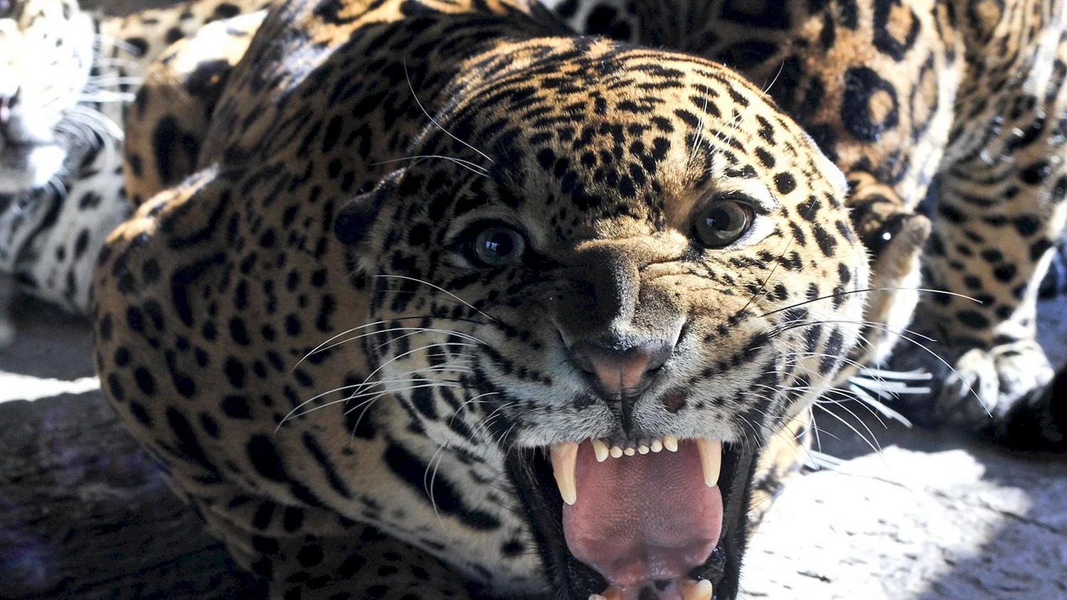 Леопард Оцелот Ягуар