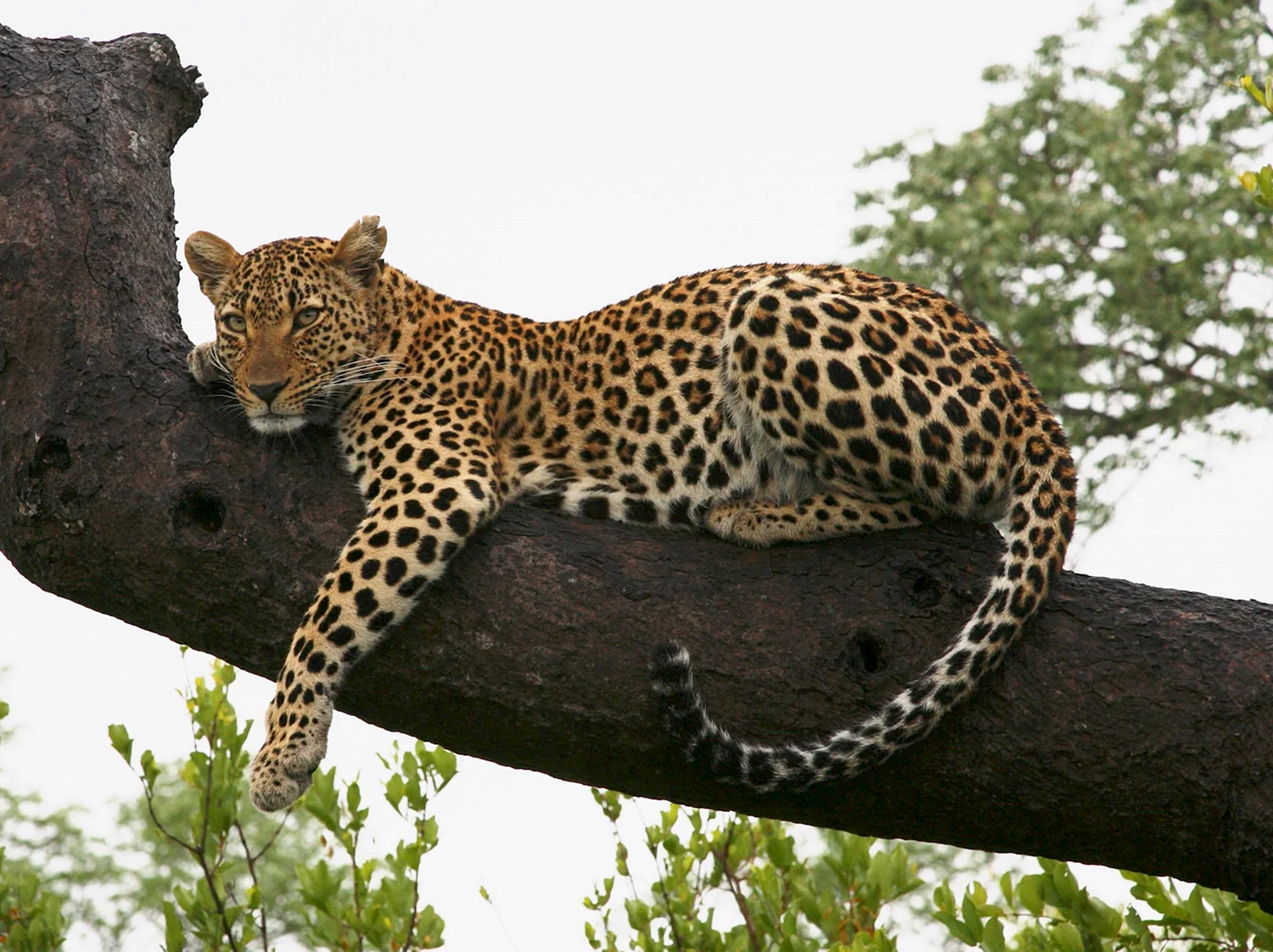Леопард Panthera pardus