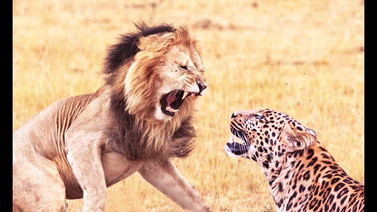 Леопард против Льва