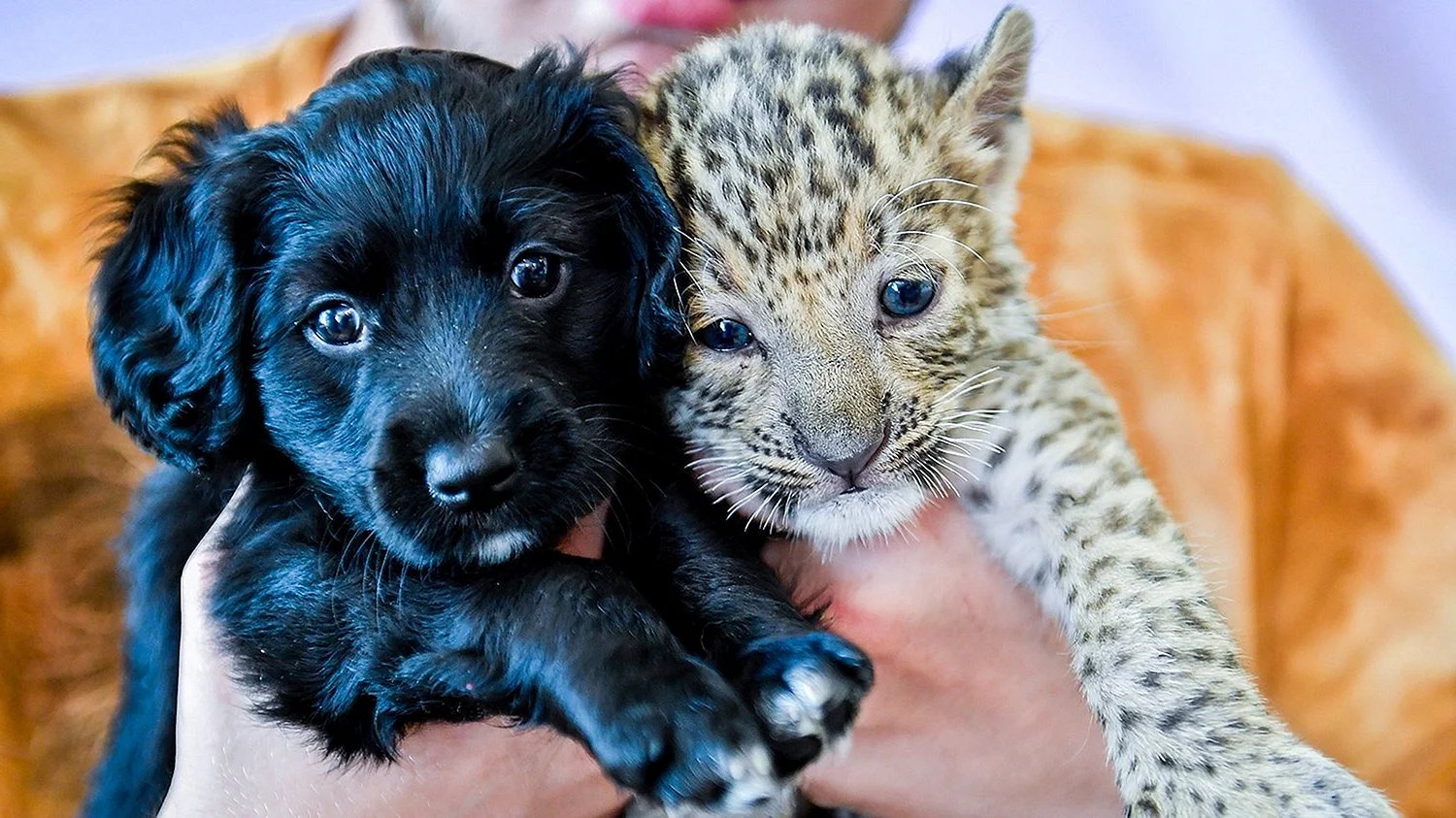 Леопард щенок