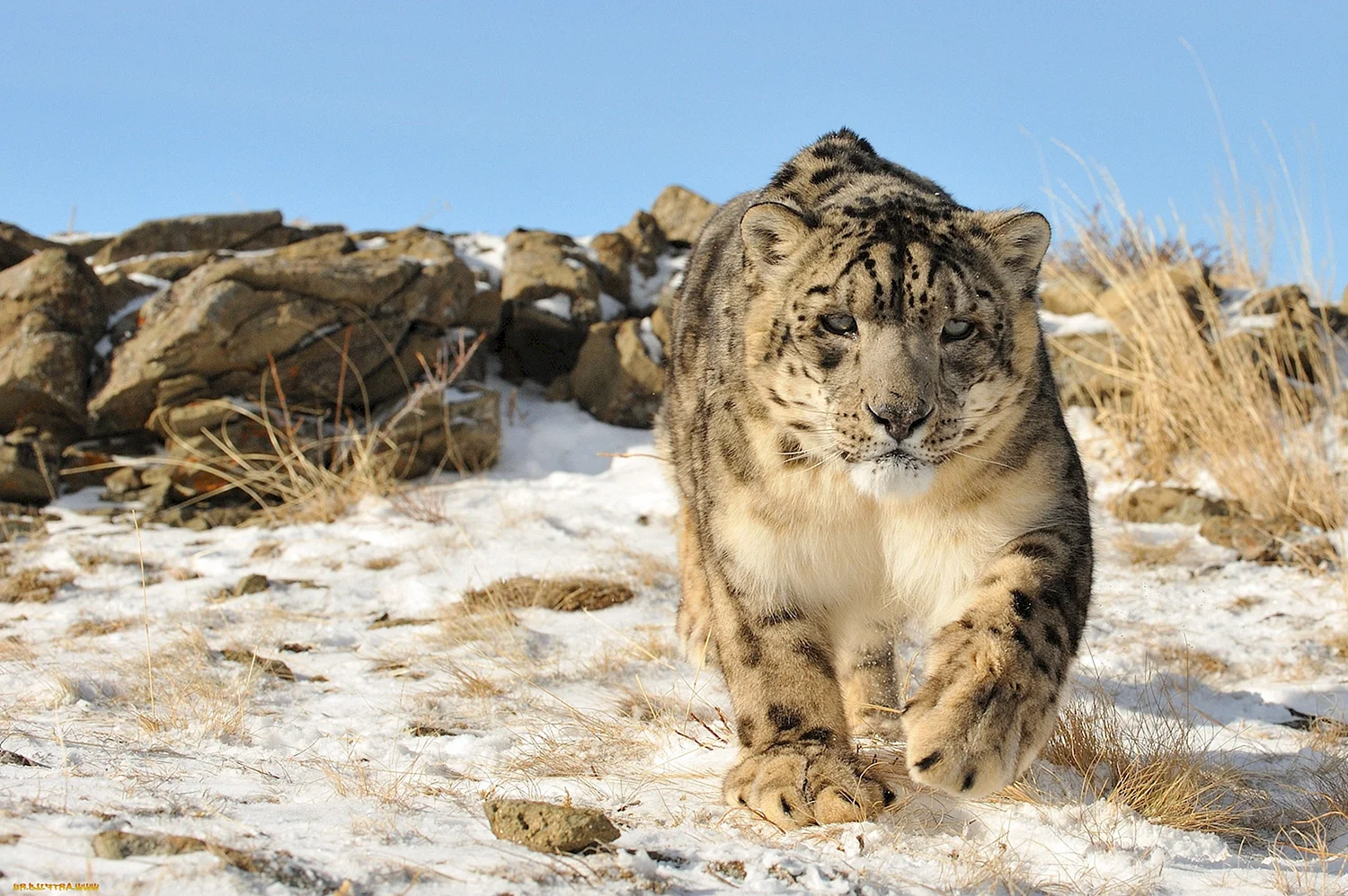 Леопард снежный Барс на Кавказе