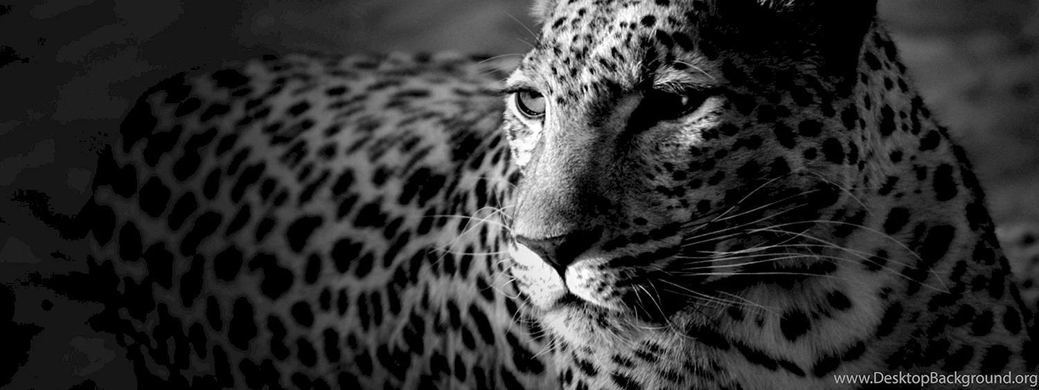 Леопард в профиль на черном фоне