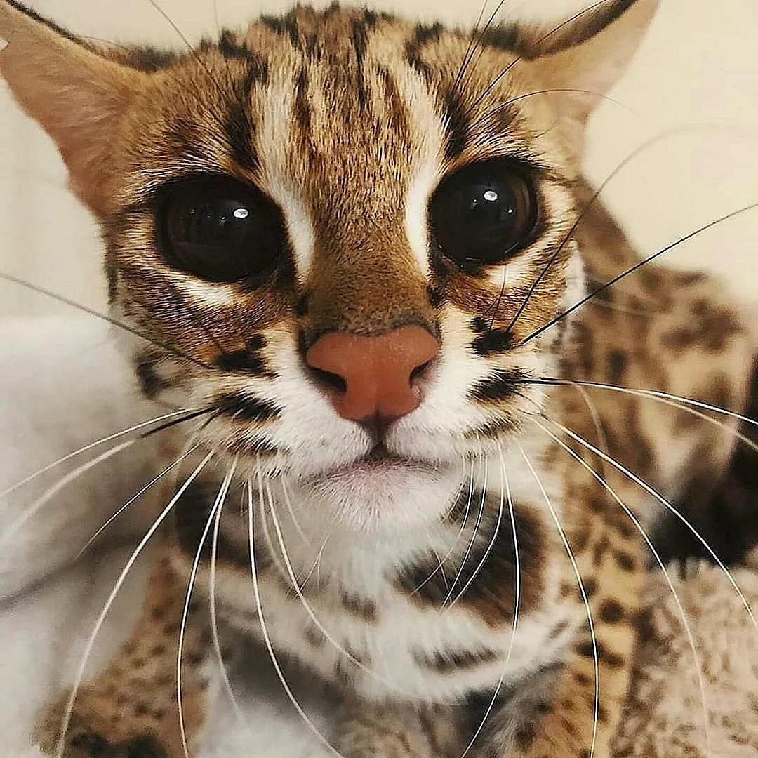 Леопардовая кошка Оцелот
