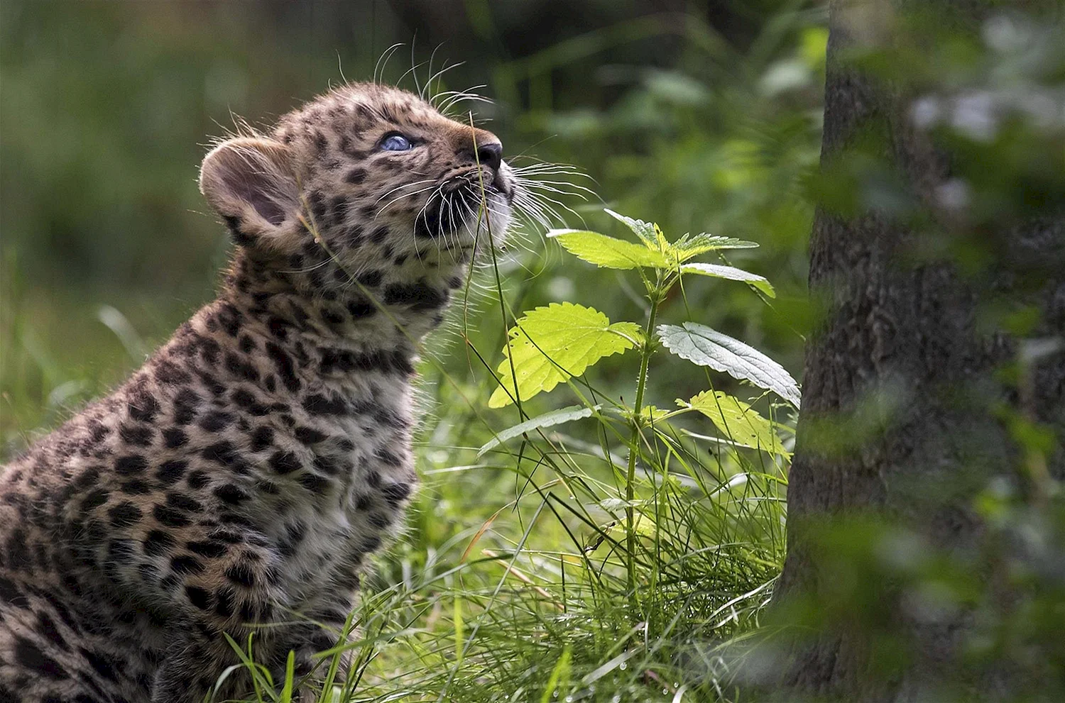 Леопарды с детенышами в природе