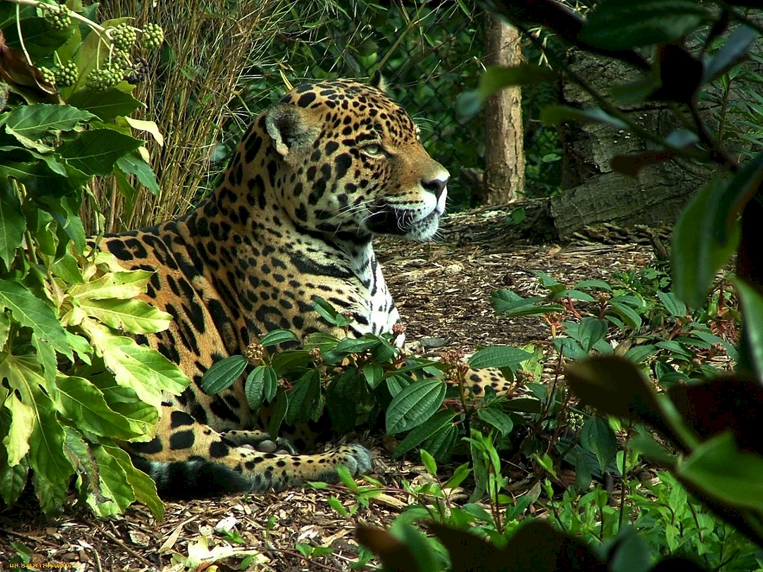 Леопарды в субтропиках