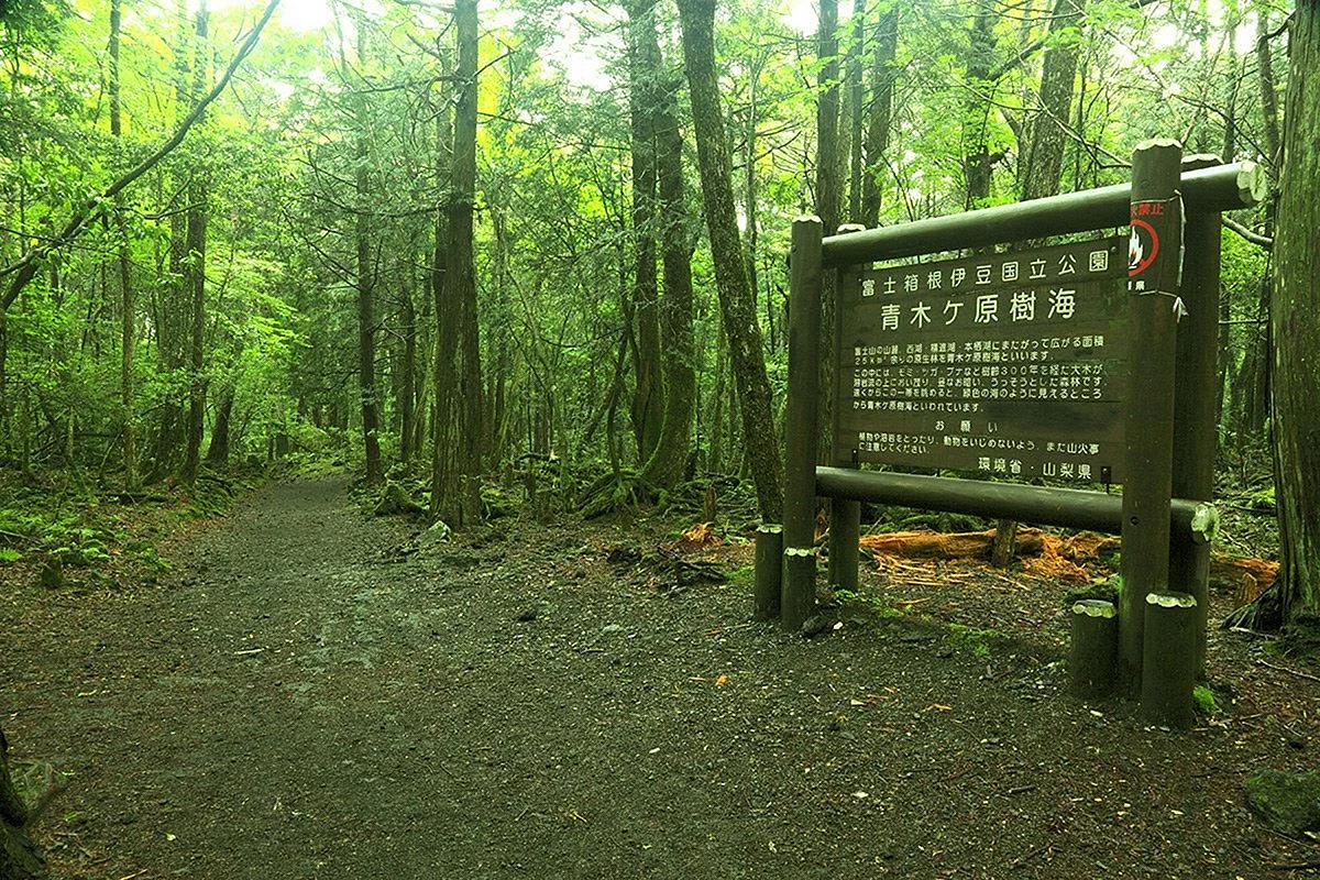Лес Дзюкай в Японии
