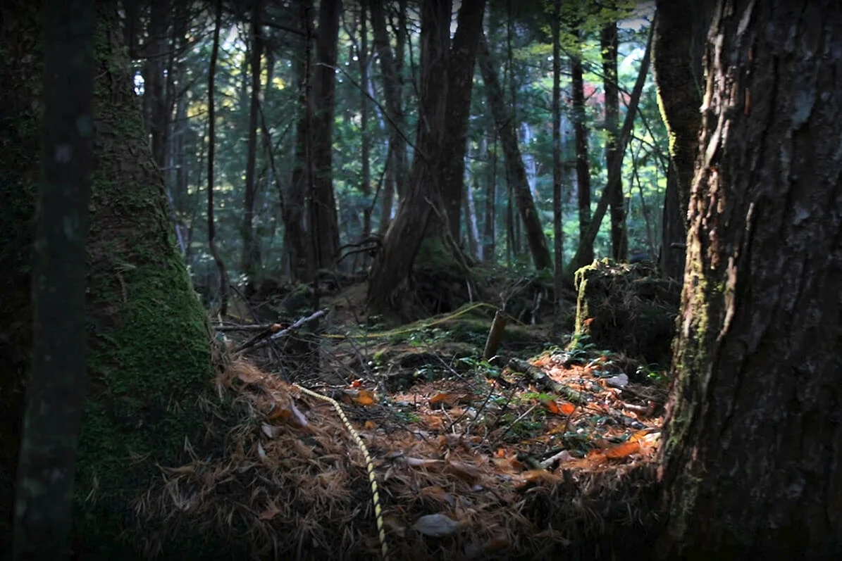 Лес Дзюкай в Японии