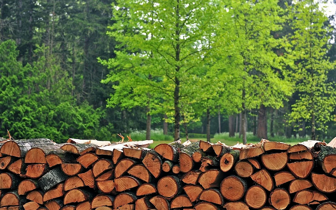 Лес источник древесины