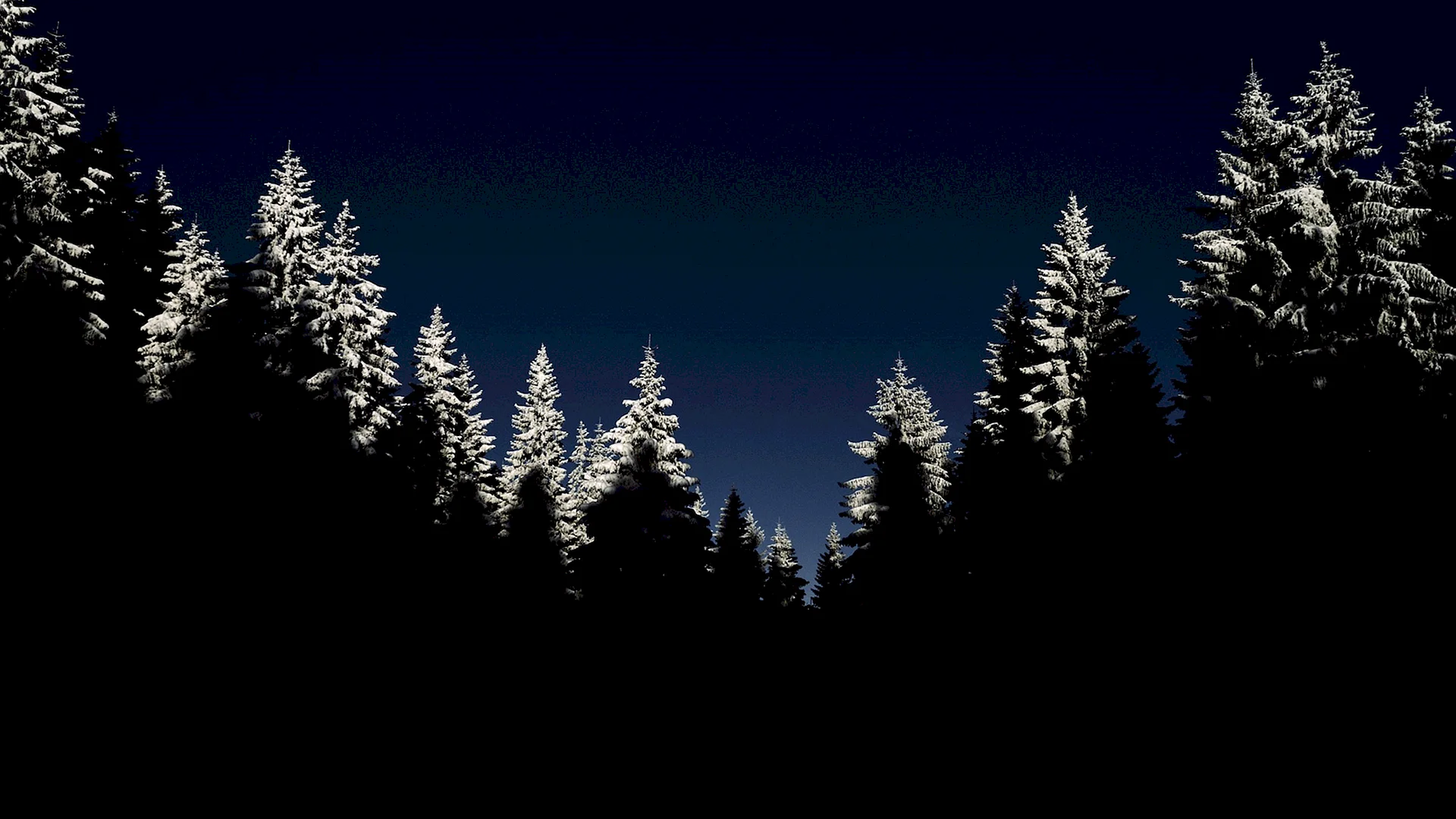 Лес ночью Удмуртия
