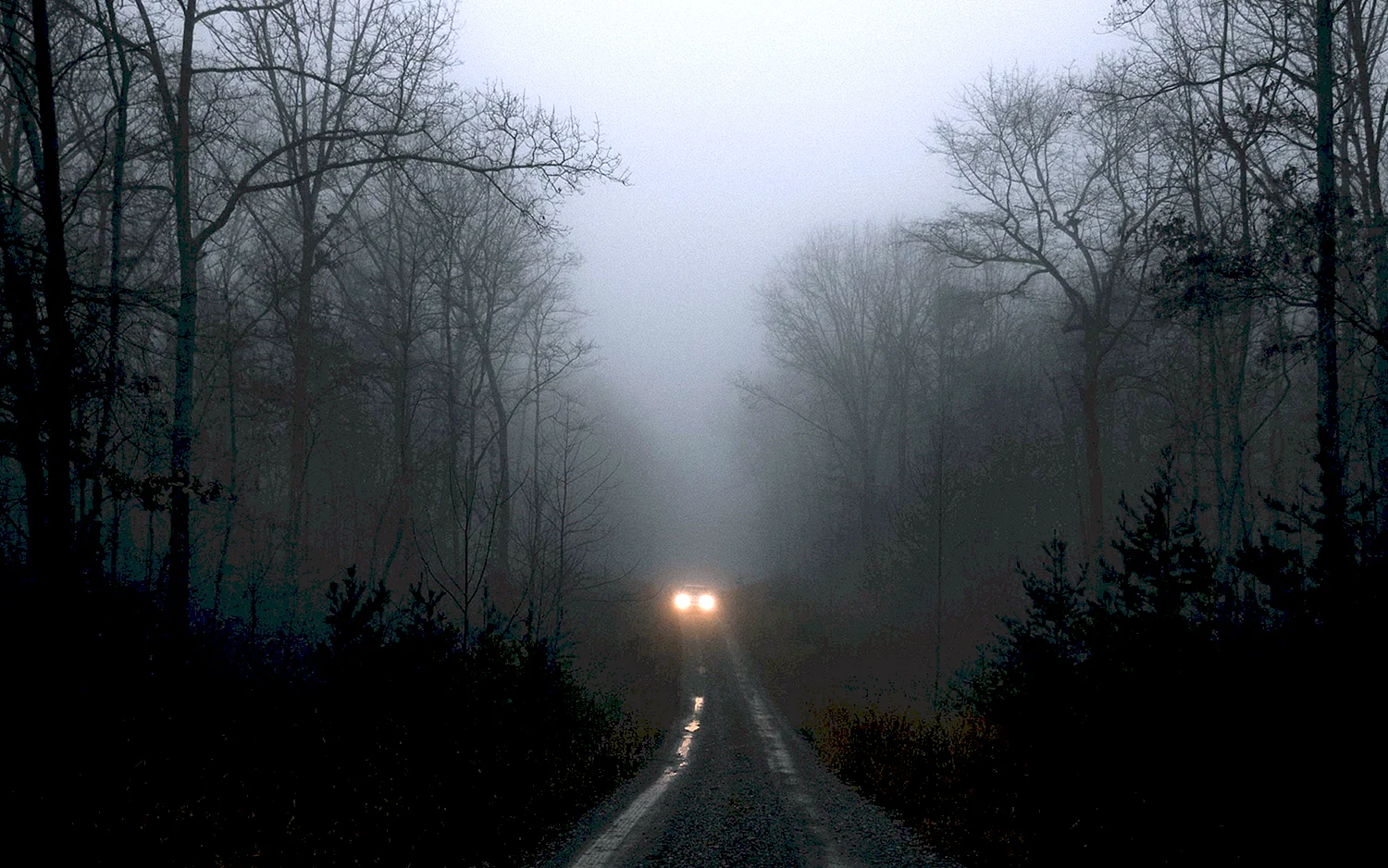 Лес ночью в тумане