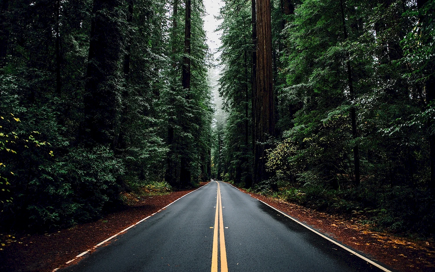 Лес с прямой дорогой