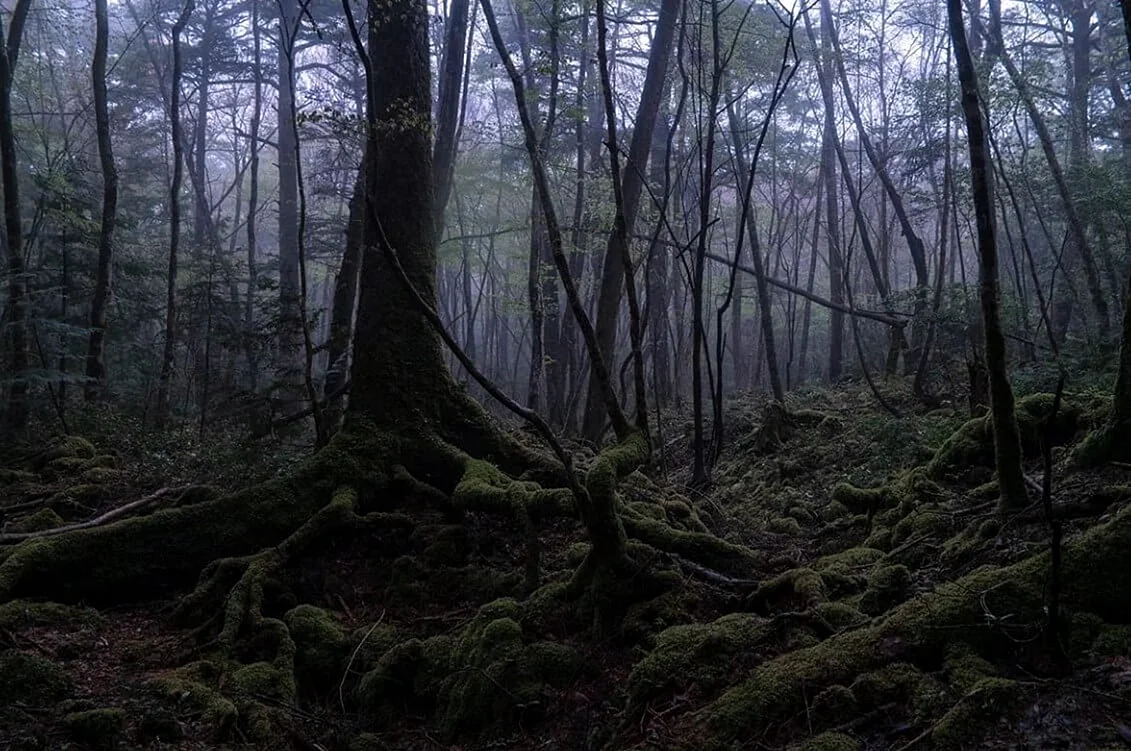 Лес самоубийц Аокигахара