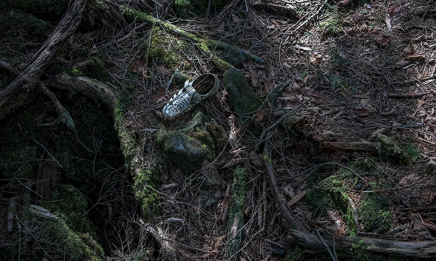 Лес самоубийц Аокигахара