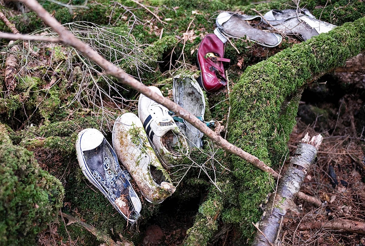 Лес самоубийц в Японии Аокигахара