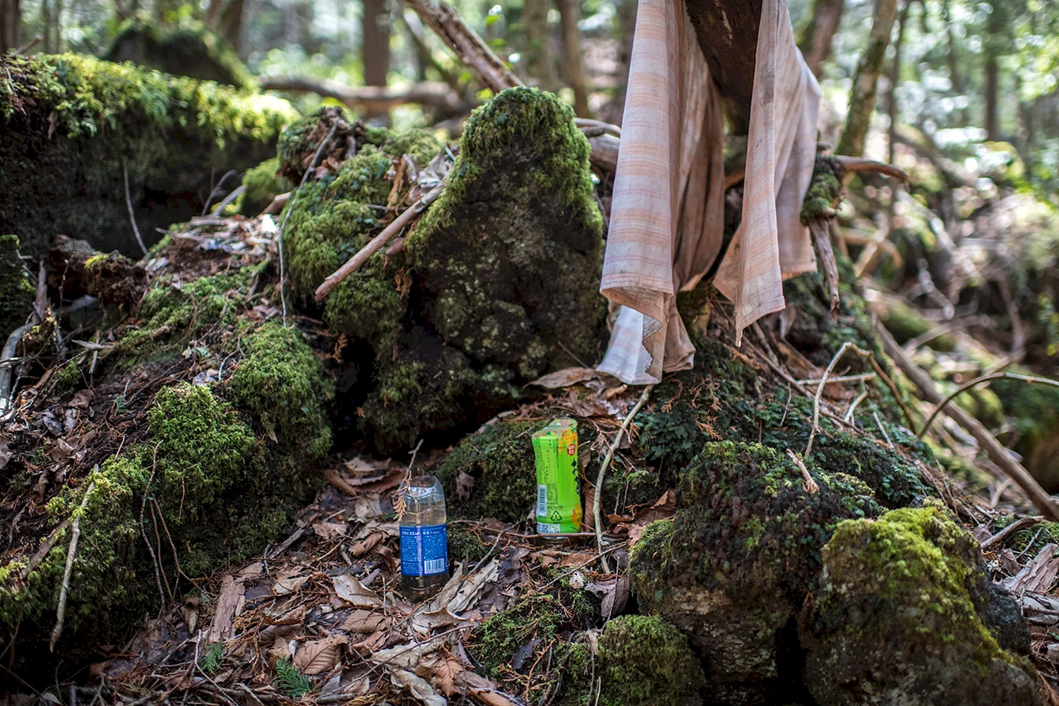 Лес самоубийц в Японии Аокигахара