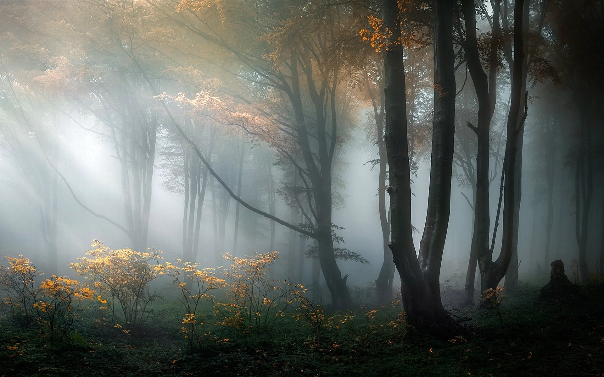 Лес в тумане