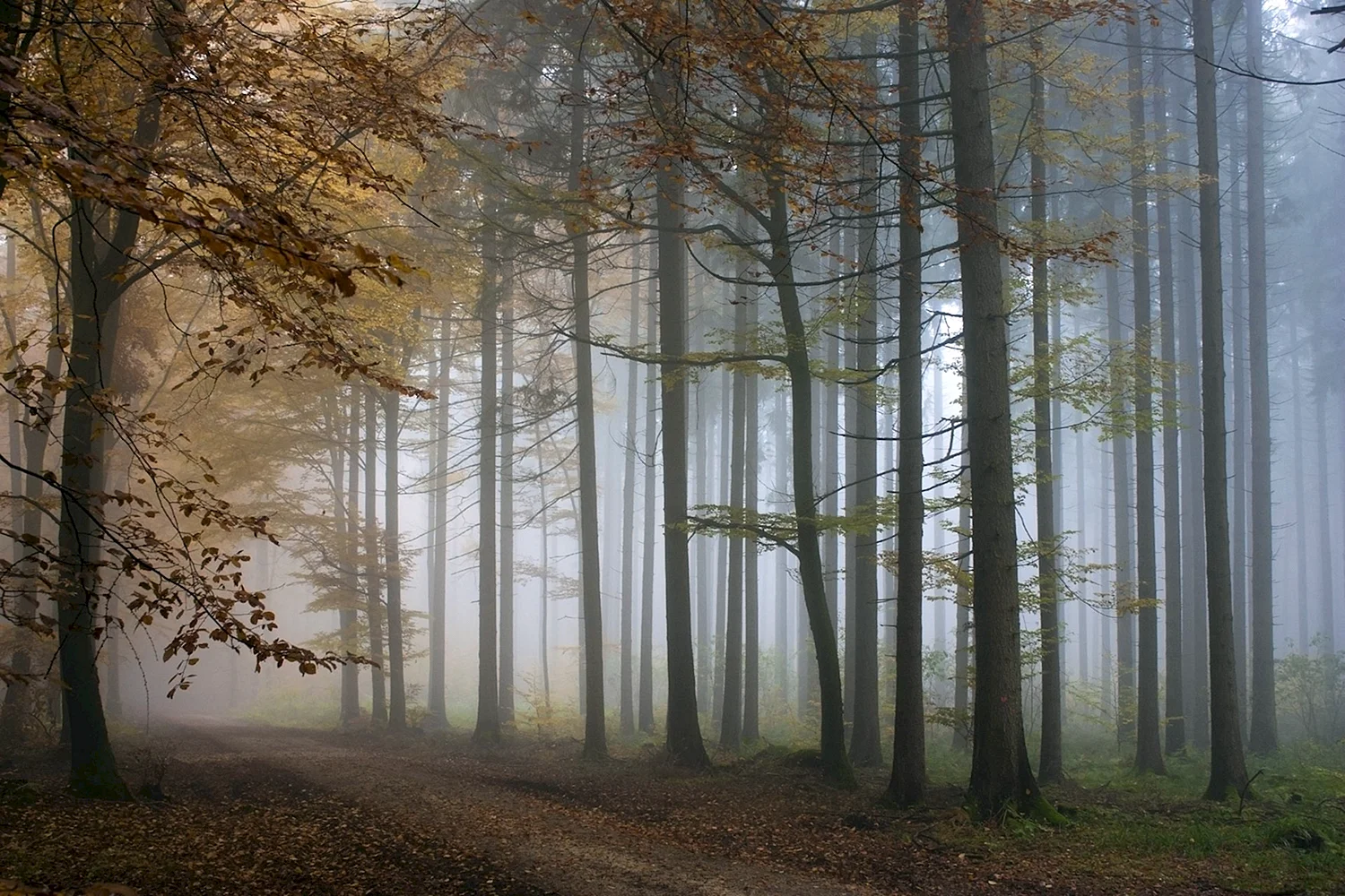 Лес в тумане HD
