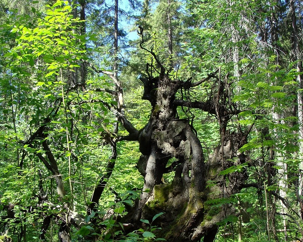 Леший Арбековский лес