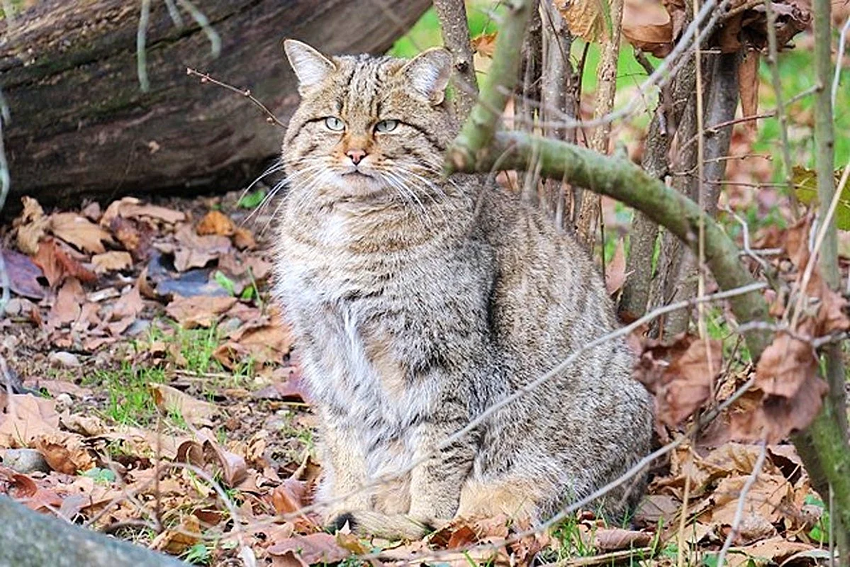 Лесная кошка (Felis Silvestris)