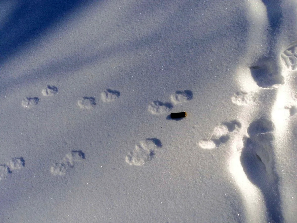 Лесная куница следы на снегу